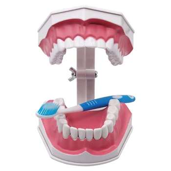 Модель больших зубов С зубной щеткой и съемными зубами, стандартная демонстрация обучения стоматологии, презентация, обучающий инструмент