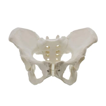 Модель женского таза в натуральную величину, модель бедра - модель женской анатомии, модель тазовой кости бедра, женская анатомическая модель 14